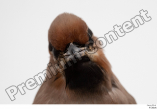 Bohemian waxwing Bombycilla garrulus head 0002.jpg